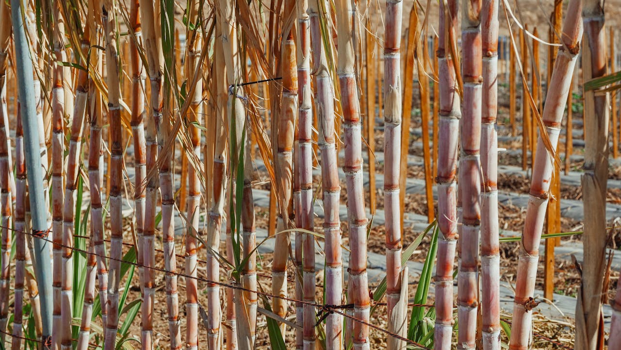 Detailed view of sugar cane stalks in a rural plantation setting.